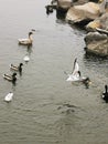 Ducks in the pond, cold season. seagulls by the water. Lots of waterfowl Royalty Free Stock Photo