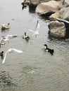 Ducks in the pond, cold season. seagulls by the water. Lots of waterfowl Royalty Free Stock Photo