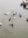 Ducks in the pond, cold season. seagulls by the water. Lots of waterfowl Royalty Free Stock Photo