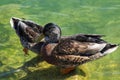 Ducks By Pond Royalty Free Stock Photo