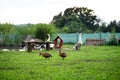 Ducks by pond on farm in countryside, summer day. Royalty Free Stock Photo