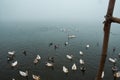 Ducks in a pond . Foggy Morning . Swan . Wildlife .