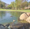 Ducks On The Pond At La Quinta Park Royalty Free Stock Photo