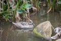 Ducks on the pond Royalty Free Stock Photo