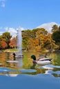 Ducks in pond near Crystal Palace - Madrid Royalty Free Stock Photo