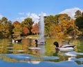 Ducks in pond near Crystal Palace - Madrid Royalty Free Stock Photo