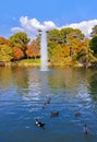 Ducks in pond near Crystal Palace - Madrid Royalty Free Stock Photo