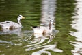 Ducks on the pond in the park Royalty Free Stock Photo