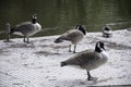 Ducks by the pond in a park Royalty Free Stock Photo