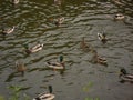 Ducks in the pond in park Royalty Free Stock Photo