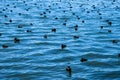 Ducks on the pond in the park. ducks are reflected in the lake and living a wild life Royalty Free Stock Photo