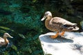 Ducks on the pond in the park. ducks are reflected in the lake and living a wild life Royalty Free Stock Photo