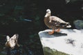 Ducks on the pond in the park. ducks are reflected in the lake and living a wild life Royalty Free Stock Photo