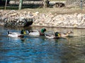 Ducks in a pond