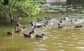 Ducks in the pond at summer. wildlife, nature.