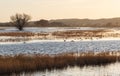 Ducks in a pond at sunset.