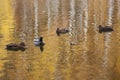 Ducks in a pond in the Troparevo district, Moscow, Russia