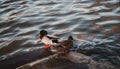 Ducks on the pond