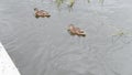 Ducks at the pond