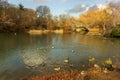 Ducks on the Pond in Winter at Central park in Manhattan, New York, USA Royalty Free Stock Photo