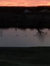 Ducks on a pond