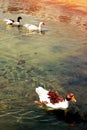 Ducks at the port of Antiparos island Royalty Free Stock Photo