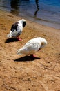 Ducks at the port of Antiparos island Royalty Free Stock Photo