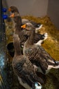 Ducks in a poultry farm, livestock animals, breeding. Agriculture, caged animal welfare