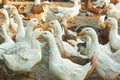 Ducks in the poultry yard