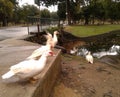 Ducks in Quinta da Boa Vista Rio de Janeiro Brazil.