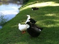 Ducks Ready to Go Fishing