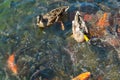 Ducks and red carp koi in a pond in Mezhyhirya landscape park