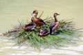 Ducks on a Reed Boat