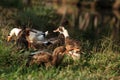 Ducks relax in the grasses Royalty Free Stock Photo