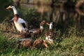 Ducks relax in the grasses Royalty Free Stock Photo