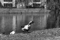 Ducks relaxing and enjoying on a sunny day after taking bath.