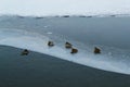 Ducks rest on ice in winter and swim alone in cold water