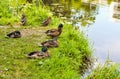 Ducks rest on the river bank