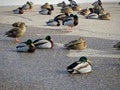 Ducks at rest stevens point wi park