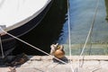 Ducks rest under the yacht on Lake Como, Italy