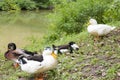 Ducks resting on the lake