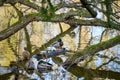 Ducks Resting on a Log in a Tranquil Pond Royalty Free Stock Photo