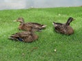 Ducks resting next to a pond Royalty Free Stock Photo