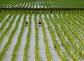 Ducks in a rice field