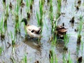 Ducks in a rice paddy Royalty Free Stock Photo