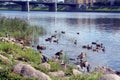 Ducks on the river-bank Royalty Free Stock Photo