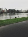 Ducks by the river