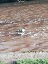 Ducks, River, Grass Royalty Free Stock Photo