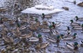 Ducks on the river