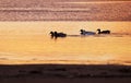 Ducks on river at sunset